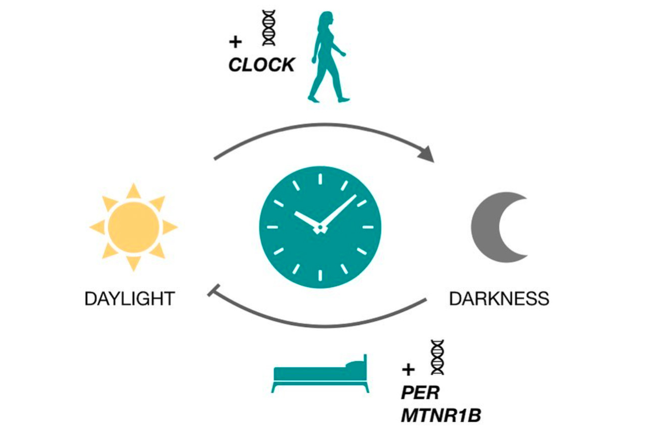 Body Clock