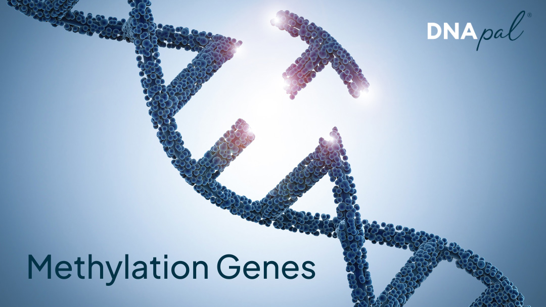 Methylation: A Guide to Understanding the Genes & Health Implications